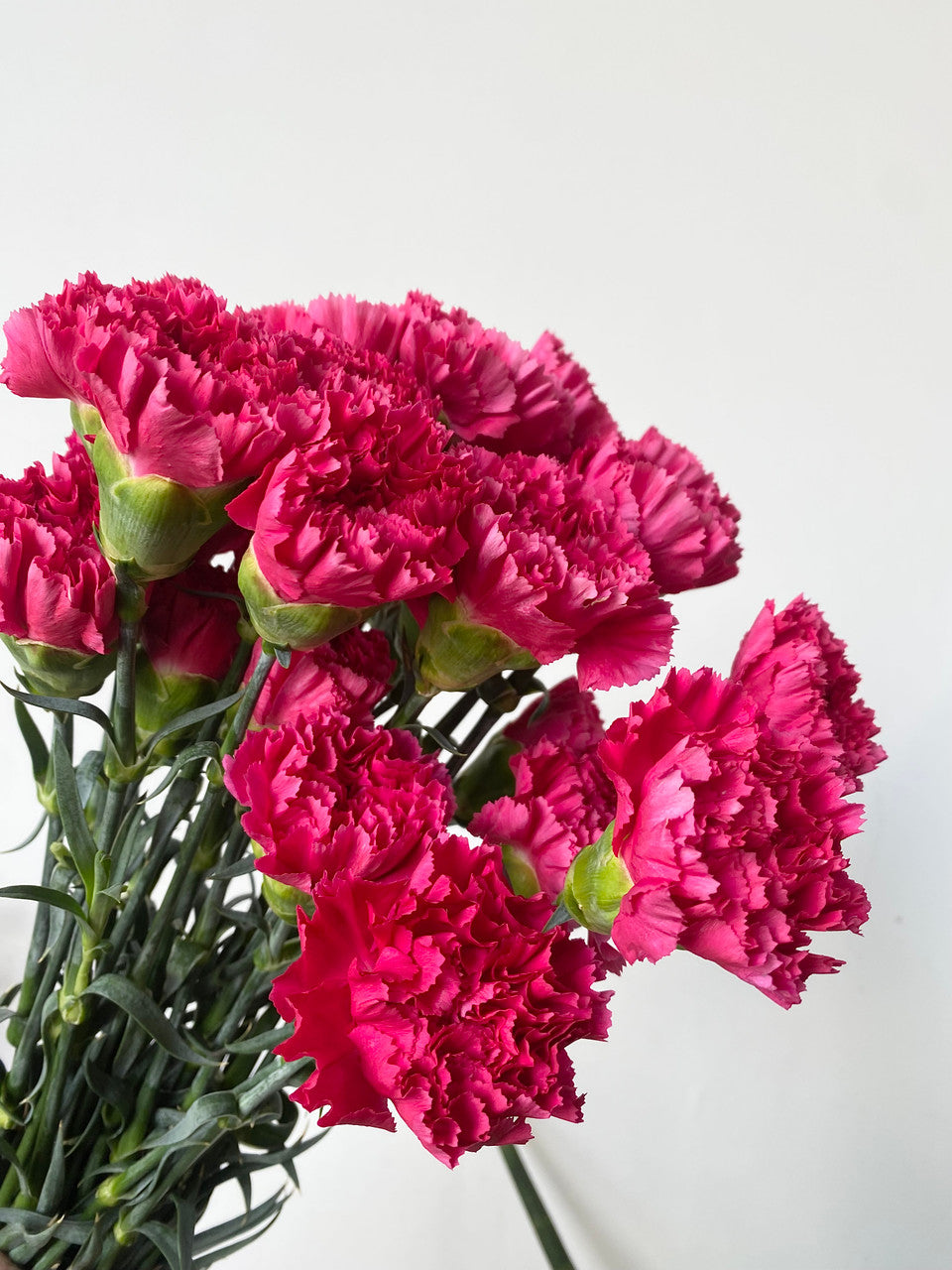 Heirloom Non-GMO Dark Pink Carnation Flower Seeds for Planting – Fragrant Garden Seeds - Non-GMO for planting in home garden